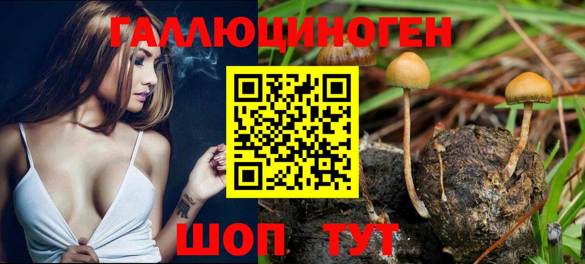Керчь  Галлюциногенные грибы Psilocybe  Вход с VPN 
